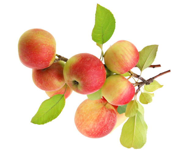 istock Handpicked red apple fruits isolated white 1304049407