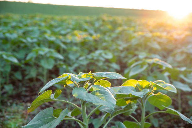 istock Young green sunflower fiield. Sunset. Sunlight. Landscape. 1304050489
