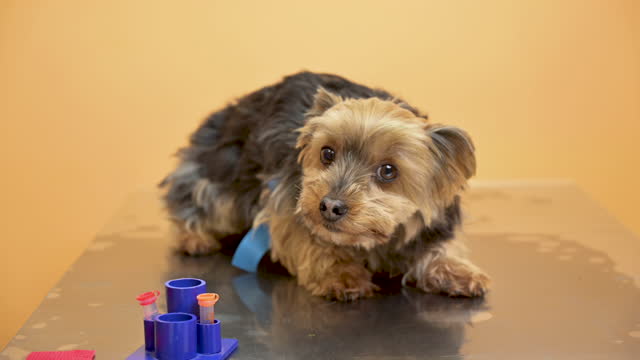 Afraid dog, trembling in veterinary examination table. High quality 4k footage