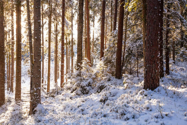 istock Beautiful snowy boreal forest during a sunny winter day 1304050923
