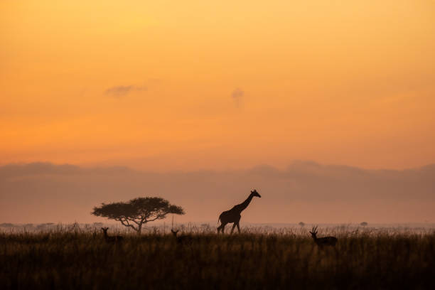 A beautiful sunset over the Liuwa Plain National Park, Zambia