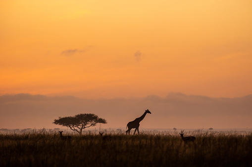A giraffe on the horizon at sunrise in Kenya.