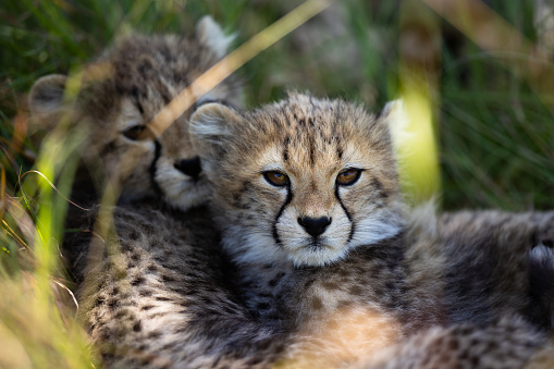 A close-up image of two cheetah cubs in the high grass.