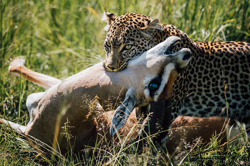 A leopard with its kill. The Grant’s gazelle was almost double its size.