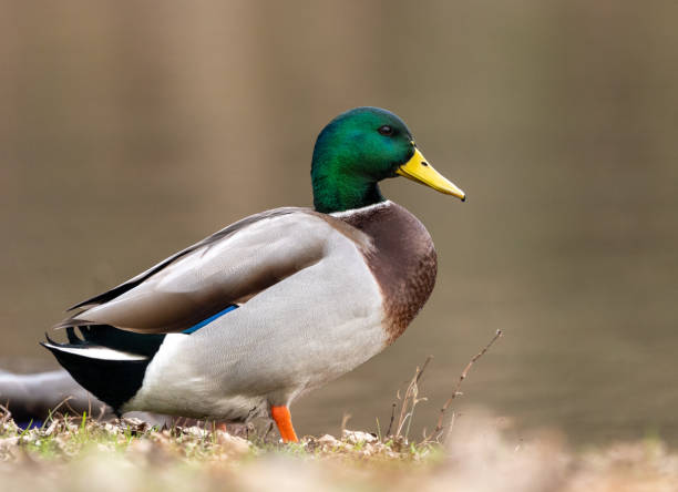 istock Mallard Drake Portrait 1304053197