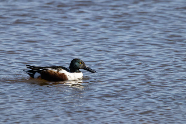 istock Northern Shoveler in a Lake 1304053623