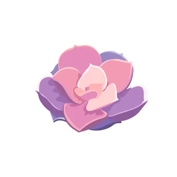 Vector illustration of Purple Echeveria in Flat design style, vector oil painted Echeveria Pearl von Nurnberg on white isolated background, isolated Stone Rose, concept of House Plants, Succulents, Window Gardening.