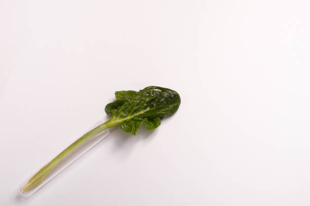 istock Spinach leaf with water drops in a glass flask 1304055048