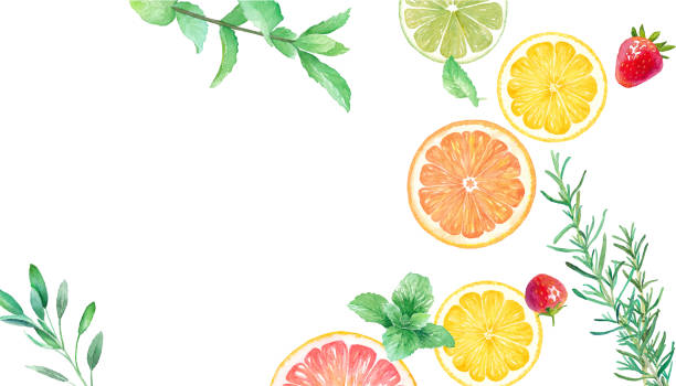 ilustrações, clipart, desenhos animados e ícones de ilustração de aquarela de frutas frescas e ervas. design de banner para laranja, limão, toranja, limão e morango. vetor de traço de ilustração de aquarela. - food illustration and painting painted image mint