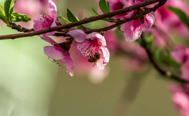 the bee Peach on a pink blossom