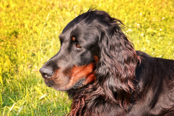 istock Female Gordon Setter dog laying in a spring meadow 1304056422