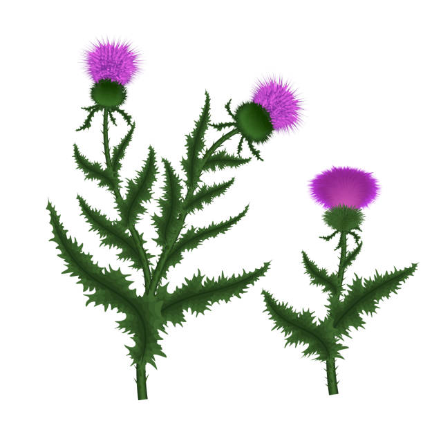 Silybum marianum this species is an annual or biennial plant of the family Asteraceae Silybum marianum this species is an annual or biennial plant of the family Asteraceae. Vector illustration Scottish Thistle stock illustrations