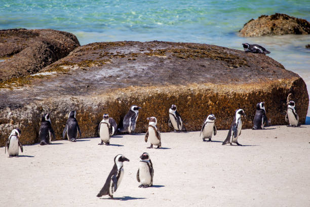 Group of 15 penguins
