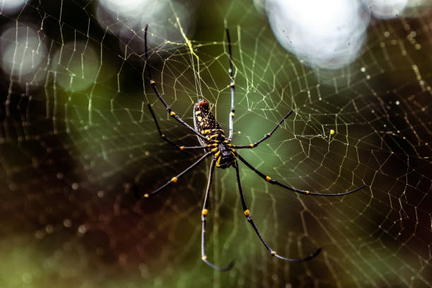 istock Giant tropical black spider Nephila pilipes closeup. 1304057759
