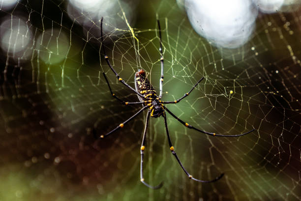 Giant tropical black spider Nephila pilipes closeup. Giant tropical spider Nephila pilipes (Giant Golden Orb-weaver) sitting on its web. Shot taken on Bali. yellow spider stock pictures, royalty-free photos & images