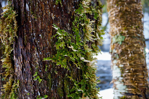 Lichen on a tree in southwestern Nova Scotia, Canada.