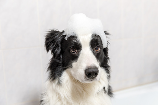 Funny indoor portrait of puppy dog border collie sitting in bath gets bubble bath showering with shampoo. Cute little dog wet in bathtub in grooming salon. Clean dog with funny foam soap on head