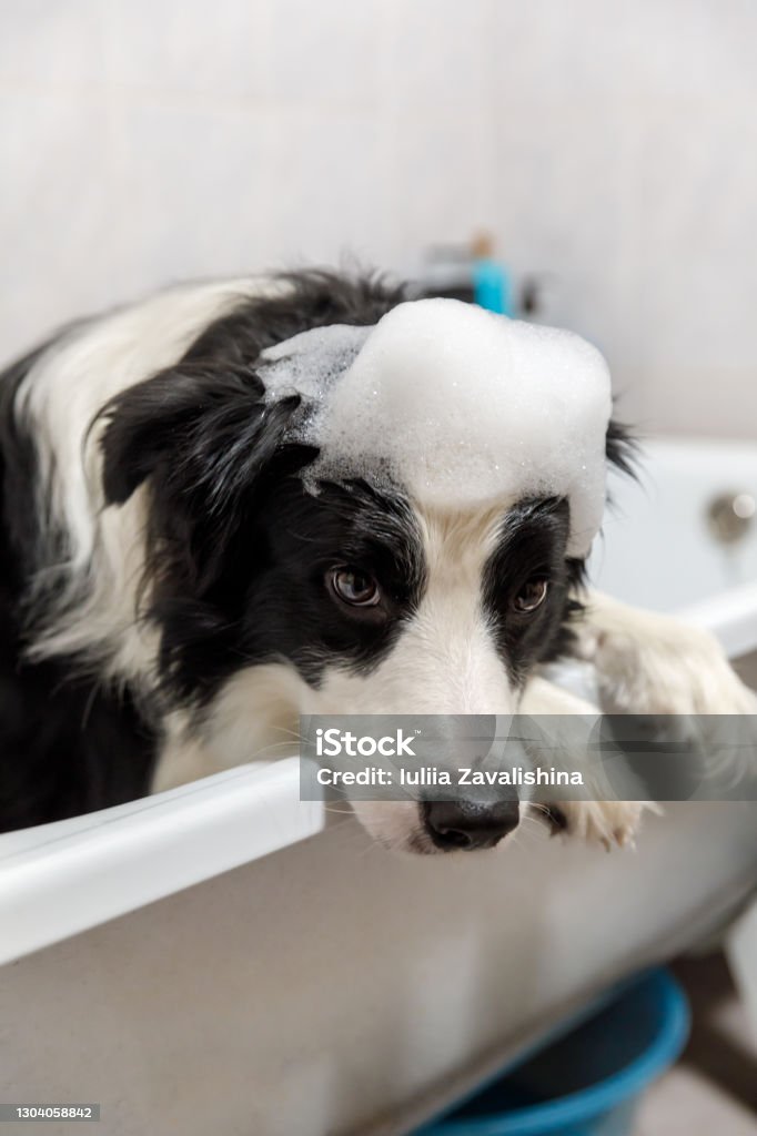 Onvoorziene omstandigheden Sanctie surfen Funny Indoor Portrait Of Puppy Dog Border Collie Sitting In Bath Gets  Bubble Bath Showering With Shampoo Cute Little Dog Wet In Bathtub In  Grooming Salon Clean Dog With Funny Foam Soap