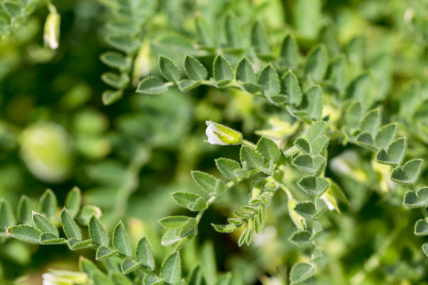 istock Green pod chickpea are growing on the field 1304059124