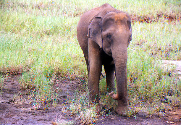 Sumatra Elephant in conservation centre, Indonesia