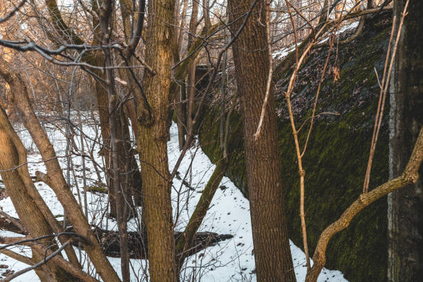 wall of large air raid shelter from wwii between trees - air raid imagens e fotografias de stock