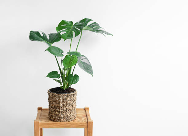 istock Monstera deliciosa in a wicker flowerpot 1304061274