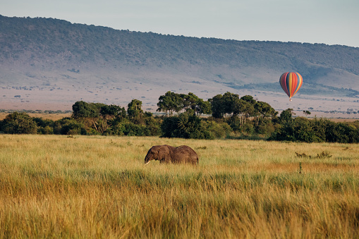 An elephant and a hot air balloon in Kenya’s Maasai Mara.