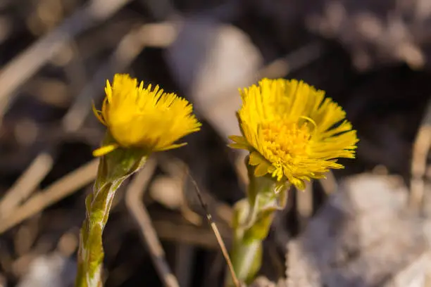 Blooming Coltsfoot flower and bud in the forest in early spring in sunlight