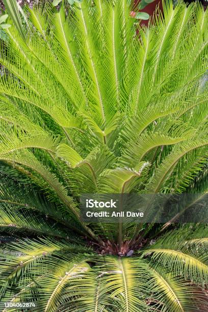 Sago Palm Tree Alibag Stock Photo - Download Image Now - Close-up, Color Image, Environmental Conservation