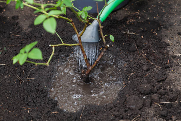 rosenbusch, der aus grüner bewässerung bewässert wird, kann ausnächster werden - puddle rain boot water stock-fotos und bilder