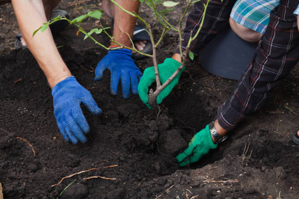 istock Two people are transplanted mature shrub roses 1304063299