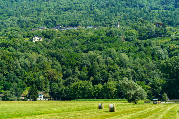 летний пейзаж вдоль sentiero делла valtellina, велосипедная дорожка - adda стоковые фото и изображения