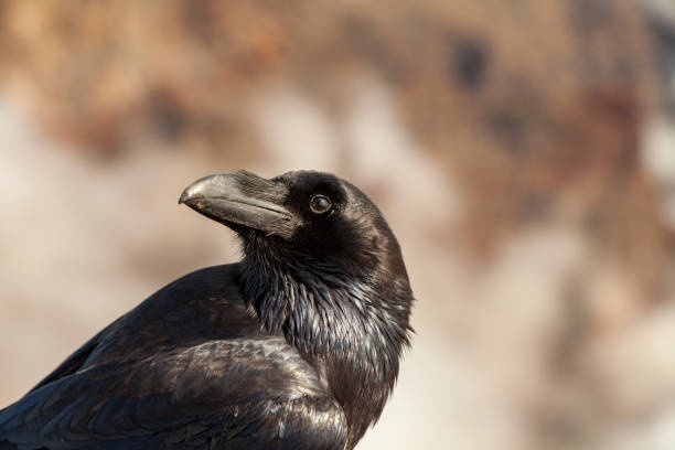 istock Crow looking the landscape in Roque de los Muchachos, Canary Islands. 1304064480