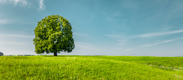 Green tree on on a green meadow