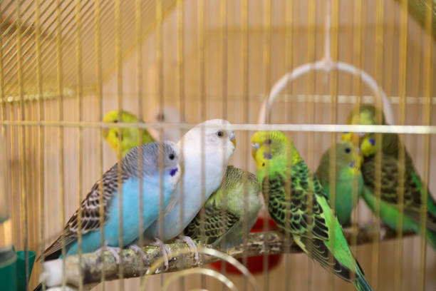 istock animals are sold in a pet store 1304065972