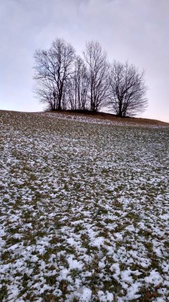istock Trees on the top of a hill 1304066148