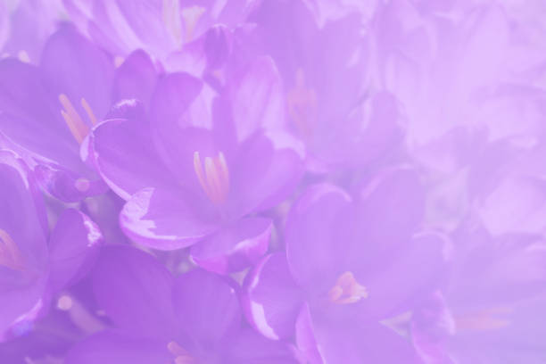 Toned background with floral motif.