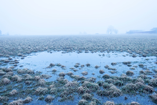 Moor , marshland, mire foggy morning