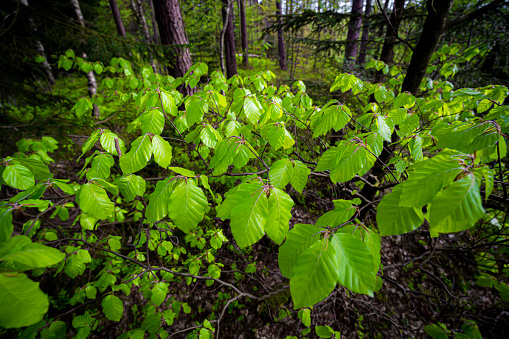 Vibrant spring colored leafs in wide angle close photography in a green forest