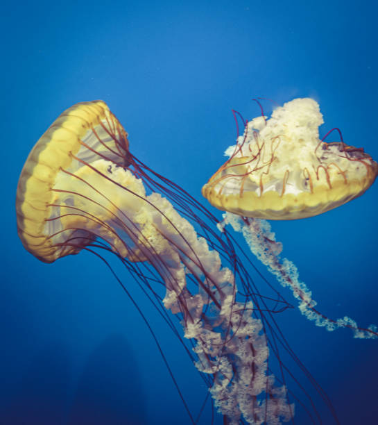 istock A Jellyfish closeup in deep blue water 1304068545