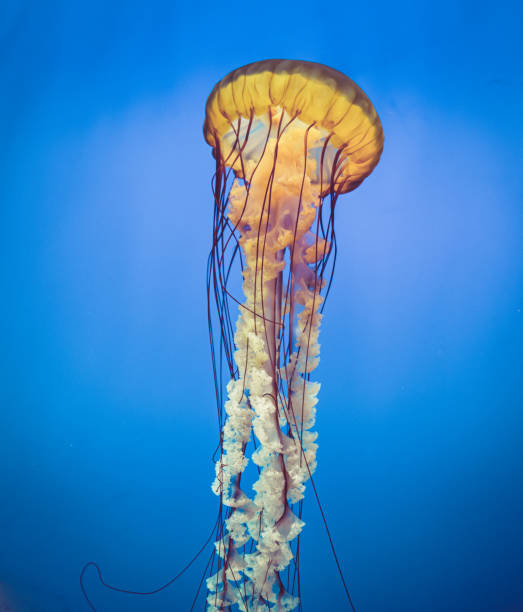 istock A Jellyfish closeup in deep blue water 1304068610