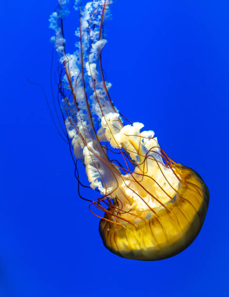 istock A Jellyfish closeup in deep blue water 1304068632