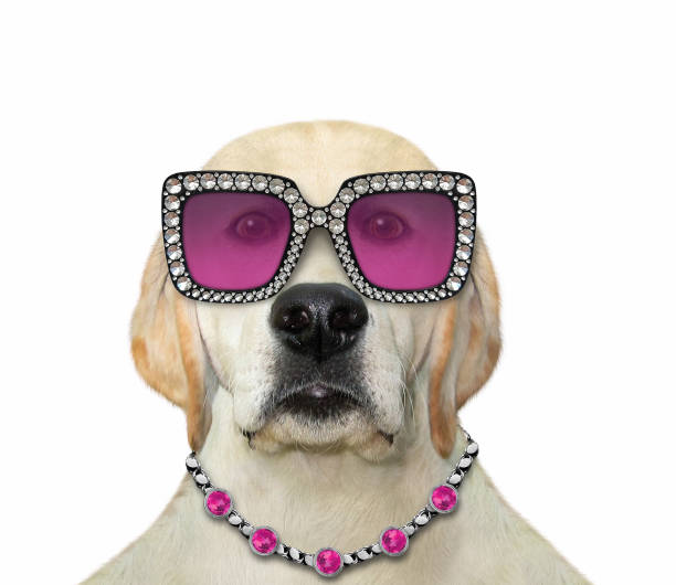 istock Dog wears stylish glasses 1304068734