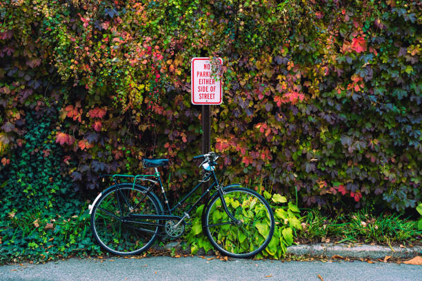 An Asian woman is pushing a bicycle along the path in the tea garden.