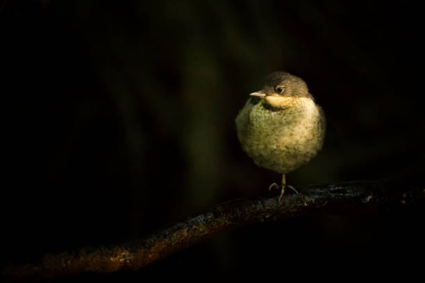 istock A juvenile dipper bird stood on a log at sunset 1304070794