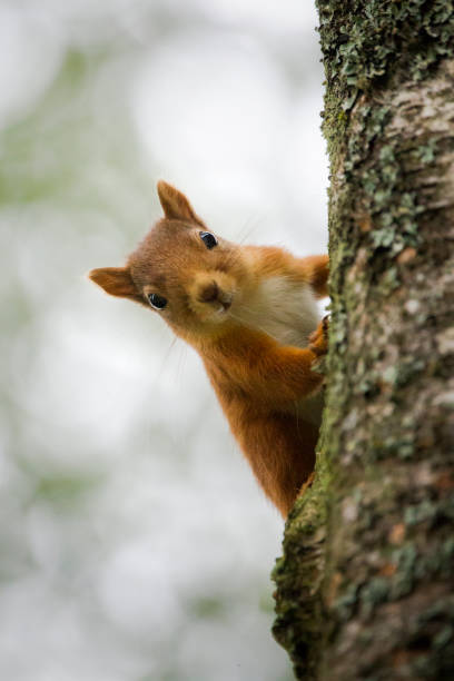 istock A red squirrel climbing a tree and looking straight at the camera. 1304070804