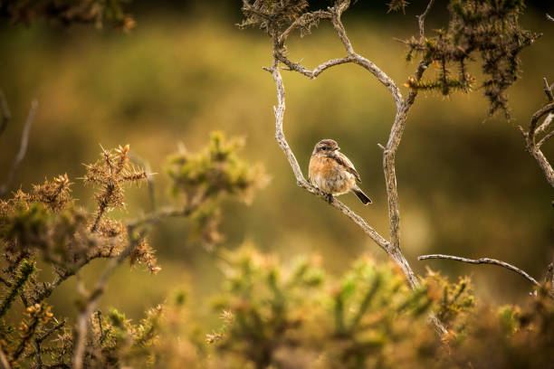 ein steinerner chat-vogel saß auf einem gorse-ast - stone bird animal autumn stock-fotos und bilder