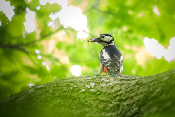 A Greater Spotted Woodpecker on a tree with food in its beak in Bovey Tracey, England, United Kingdom
