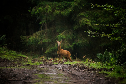 A roe deer emerging from a conifer woodland in Postbridge, England, United Kingdom