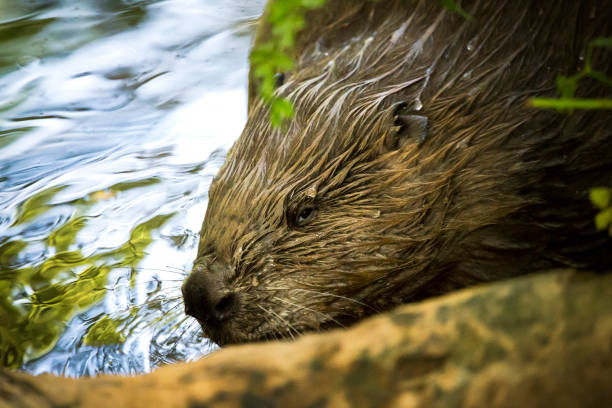 istock A Female Beaver headshot in a river 1304070972
